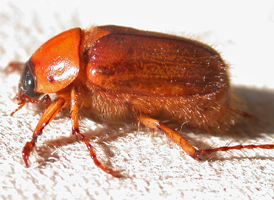 Northern Masked Chafer